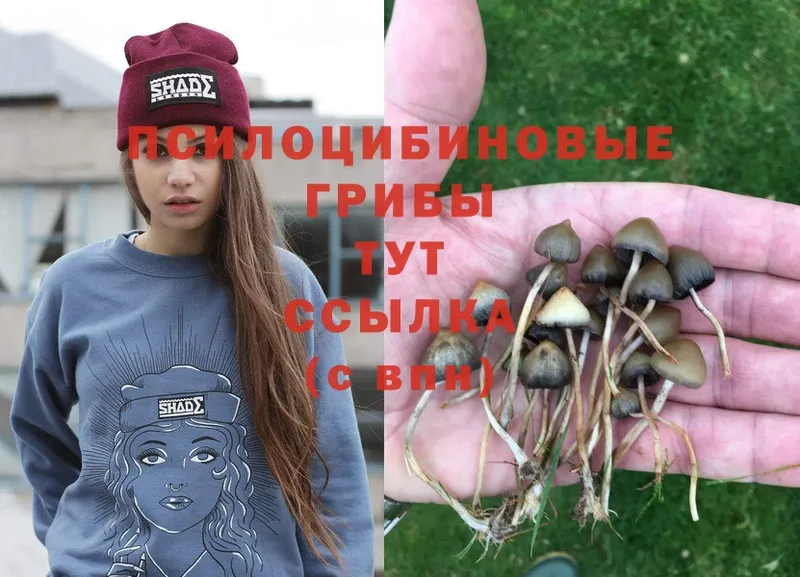 Псилоцибиновые грибы Psilocybine cubensis Бодайбо